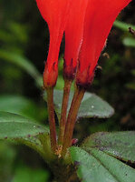 Aeschynanthus persimilis, sepals united to half of their length, Doi Suthep, Chiang Mai, Thailand