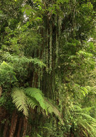 Aeschynanthus pulcher, epiphytic with 5 to 8 m long freely hanging stems, Bromo Tengger Semeru NP, Java