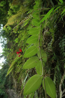 Aeschynanthus pulcher, hanging stem with adventitious roots and blackish hydathodes dots along the hairy leaf blade margin, Jidor waterfall, Malang, Java