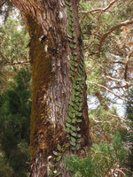 Aeschynanthus sp., climbing with appressed shingle leaves, Penang Hill, Malaysia