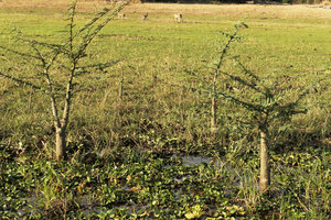 Aeschynomene elaphroxylon, conical swollen pithy aeriferous short trunk rooting in the water on Shire river bank, Liwonde NP, Malawi