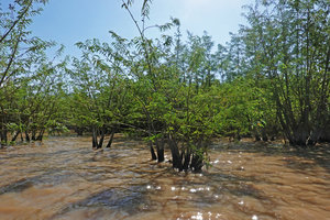 Aeschynomene elaphroxylon, groups of vegetative partly submerged clumps, Lake Abaya, Arba Minch, Ethiopia