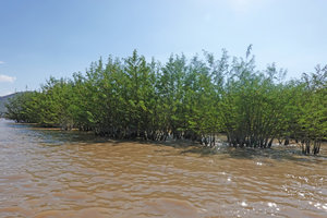 Aeschynomene elaphroxylon, population creating a partly submerged low forest, Lake Abaya, Arba Minch, Ethiopia
