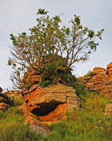 A Ficus installed on a sandstone boulder thus protected from grazing, Isandlwana, KwaZulu Natal, South Africa