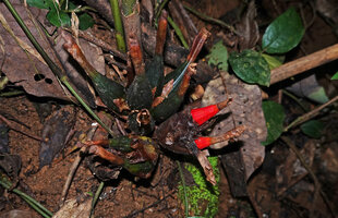 Aframomum angustifolium, Amani, East Usambara, Tanzania
