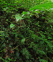 Aframomum angustifolium, leafy shoot and basal infructescence, Amani, East Usambara, Tanzania