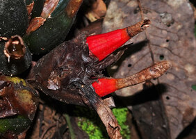Aframomum angustifolium, ripe fruits, Amani, East Usambara, Tanzania