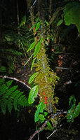 Agalmyla brevipes climbing along a mossy tree trunk, Kwau 1600 m asl, Arfak Mts, West Papua