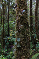 Agalmyla inaequidentata climbing along a mossy tree trunk, Manusela NP, 1000 m asl, Seram, Moluccas