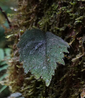 Agalmyla inaequidentata, densely hairy leaf, Manusela NP, 1000 m asl, Seram, Moluccas