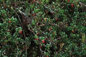 Agapetes hosseana flowering on a vertical rock, Doi Inthanon NP, 2400 m asl, Thailand