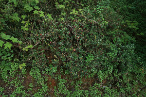 Agapetes hosseana on a vertical rock, Doi Inthanon NP, 2400 m asl, Thailand