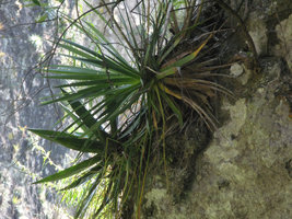 Agave and Yucca on a vertical cliff, el Tepozteco, Cuernavaca, Mexico