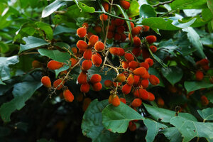 Agelaea pentagyna, infructescence with mature red follicles, Amani, East Usambara, Tanzania