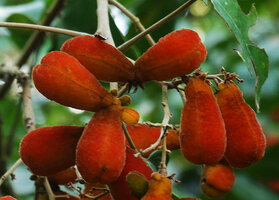 Agelaea pentagyna, mature follicle fruits with red velvety pericarp and sutural line, Amani, East Usambara, Tanzania