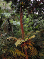 Aglaomorpha heraclea and Cyathea sp., Fraser&#039;s Hill, Malaysia