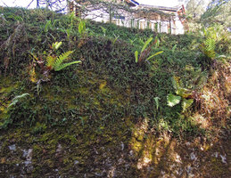 Aglaomorpha heraclea and Persicaria capitata on a man made stone wall, Fraser&#039;s Hill, Malaysia