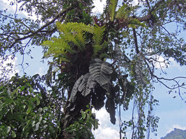 Aglaomorpha heraclea and Poikilospermum suaveolens, Cameron Highlands, Malaysia
