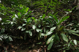 Aglaonema nitidum, base of Gunung Machinchang, Langkawi, Malaysia
