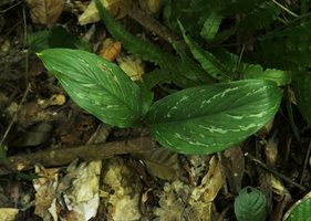 Aglaonema simplex, individual with silvery variegated leaves, Putao, Kachin, Myanmar