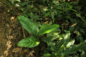 Aglaonema simplex, individual with variegated leaves, Putao, Kachin, Myanmar