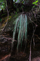 A grass, maybe Agrostis kilimandscharica, with long flaccid leaves freely hanging from a rock ledge, Mts Uluguru, 1100 m asl, Tanzania