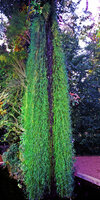 Agrostis stolonifera along a waterfall on the Vertical Garden by Patrick Blanc, Chaumont-sur-Loire, France, 1995