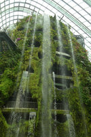 Agrostis stolonifera as a beautiful invasive grass covering large areas of the waterfall in the Cloud Forest at Gardens by the Bay, Singapore