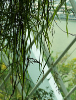 Agrostis stolonifera, inflorescence of this beautiful invasive grass covering large areas of the waterfall at Gardens by the Bay, Singapore