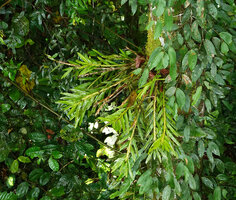 Agrostophyllum cf. longifolium, epiphytic at about 20 m above the forest floor, Danum Valley, Sabah, Borneo