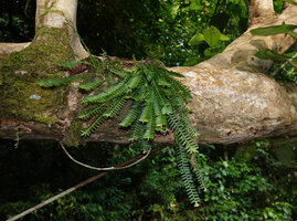 Agrostophyllum stipulatum, epiphytic on low branch along the river, Danum Valley, Sabah, Borneo