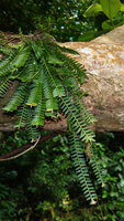Agrostophyllum stipulatum, tufted hanging stems on low branch along the river, Danum Valley, Sabah, Borneo