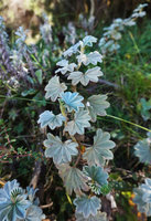 Alchemilla haumannii, bright silver blue leaves due to densely appressed refringent hairs, 3600 m asl, Bale NP, Ethiopia