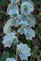 Alchemilla haumannii, dentate bright silver blue leaves due to densely appressed refringent hairs, 3600 m asl, Bale NP, Ethiopia