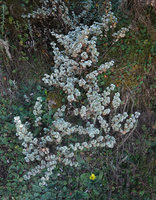 Alchemilla haumannii on a seeping slope, 3600 m asl, Bale NP, Ethiopia