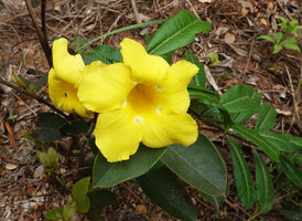 Allamanda cathartica, Mountain Pine Ridge Forest Reserve, Belize