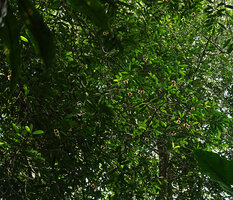 Allanblackia stuhlmannii, flowering male tree, Amani, East Usambara, Tanzania
