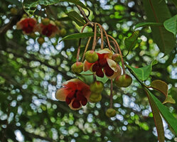 Allanblackia stuhlmannii, group of axillary male flowers, Amani, East Usambara, Tanzania