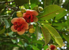 Allanblackia stuhlmannii, male flowers at anthesis, Amani, East Usambara, Tanzania