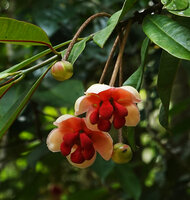Allanblackia stuhlmannii, male flowers at anthesis and flower buds, Amani, East Usambara, Tanzania
