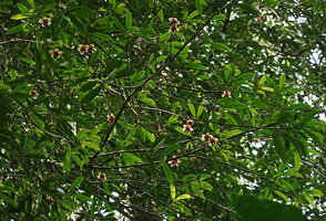 Allanblackia stuhlmannii, male tree branch with downwards opening flowers, Amani, East Usambara, Tanzania