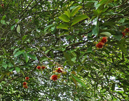 Allanblackia stuhlmannii male tree, leaves and downward opening flowers, Amani, East Usambara, Tanzania
