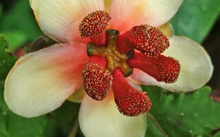 Allanblackia stuhlmannii, red stamen phalanges topped by yellow anthers, yellowish green lobed glandular disc in center, Amani, East Usambara, Tanzania