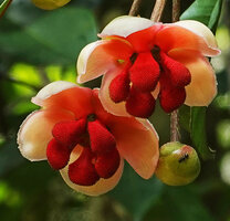 Allanblackia stuhlmannii, two male flowers at anthesis and flower bud, Amani, East Usambara, Tanzania