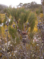 Allocasuarina zephyrea, female cones axillary in defoliate parts of the stems, Cradle Mountain, Tasmania