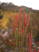 Allocasuarina zephyrea, male spikes at the end of branches, Cradle Mountain, Tasmania