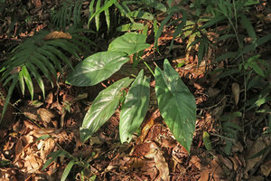 Alocasia acuminata, Doi Suthep NP, Thailand