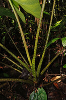 Alocasia aequiloba, mottled petioles and short sheaths, Masihulan, Seram, Moluccas
