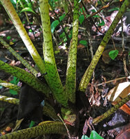 Alocasia aequiloba, short persistant wings of leaf sheath and mottled petioles, Masihulan, Seram, Moluccas