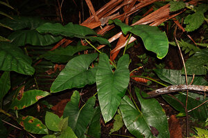 Alocasia aequiloba, Soya, Ambon, Moluccas